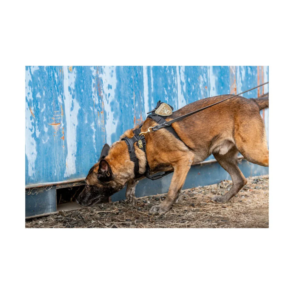 5.11 - AROS K9 Hundehalsbånd Bred // Ranger Green - Image 10